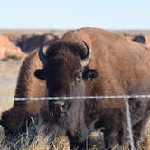 Review photo of Little Red Tent Camping Area — Caprock Canyons State Park by Richard M., June 11, 2016