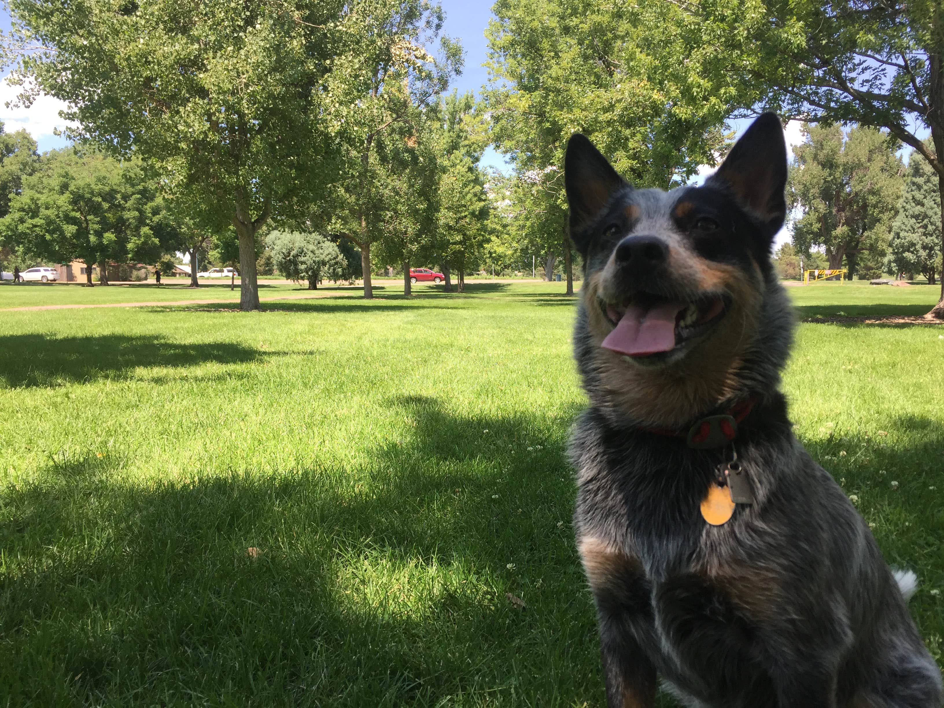 Molly G.'s photo of camping with pets at Moraine Park Campground — Rocky Mountain National Park near Wellington, CO