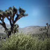 Review photo of Jumbo Rocks Campground — Joshua Tree National Park by Molly G., September 6, 2016