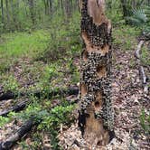 Review photo of Huntsville State Park Campground by Richard M., June 11, 2016