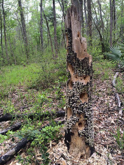 Camper submitted image from Huntsville State Park Campground - 2