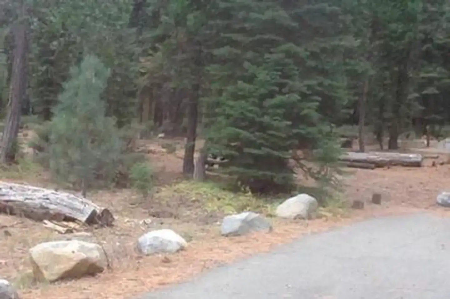 Camper-submitted photo at Lewis Campground near Norden, CA