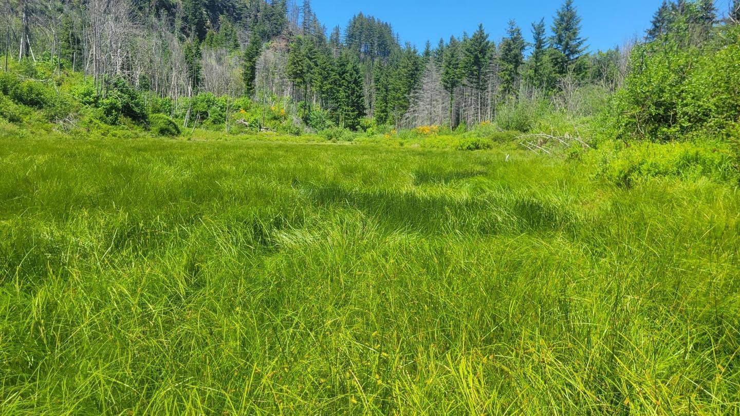 Camping near Van Life Campground @ Molalla River Ranch: Aquila Vista Education Area - TEMPORARILY CLOSED, Scotts Mills, Oregon