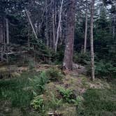 Review photo of Bass Harbor Campground by meredith A., June 14, 2026