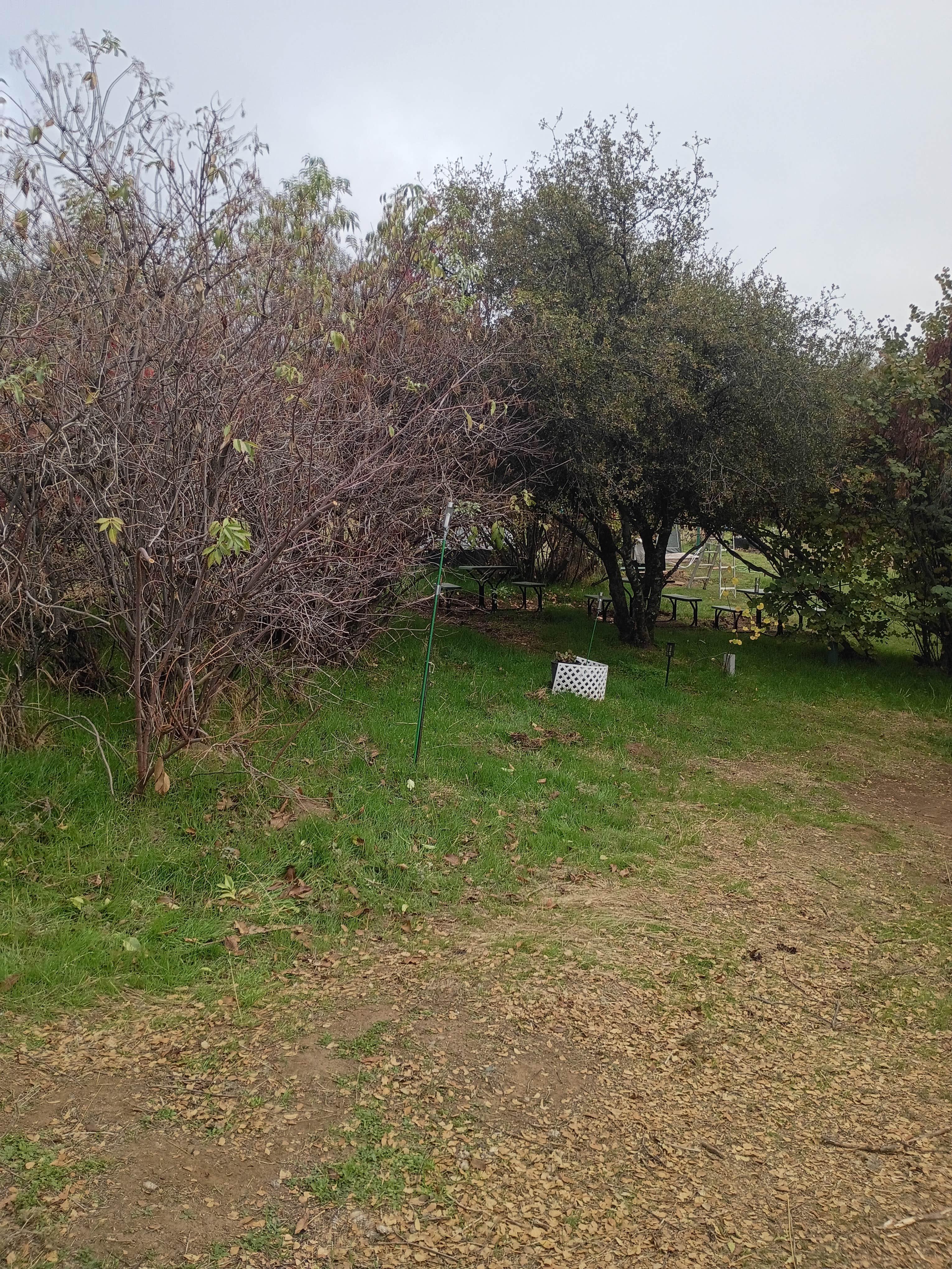 Camping near Eshom Campground: Mountain Farm, Badger, California
