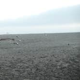 Review photo of Harris Beach State Park Campground by Cierra A., September 30, 2016