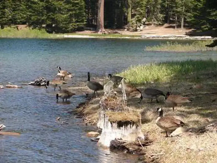 Camping near Lost Creek Campground — Lassen Volcanic National Park: Manzanita Lake Group Campground — Lassen Volcanic National Park, Mineral, California