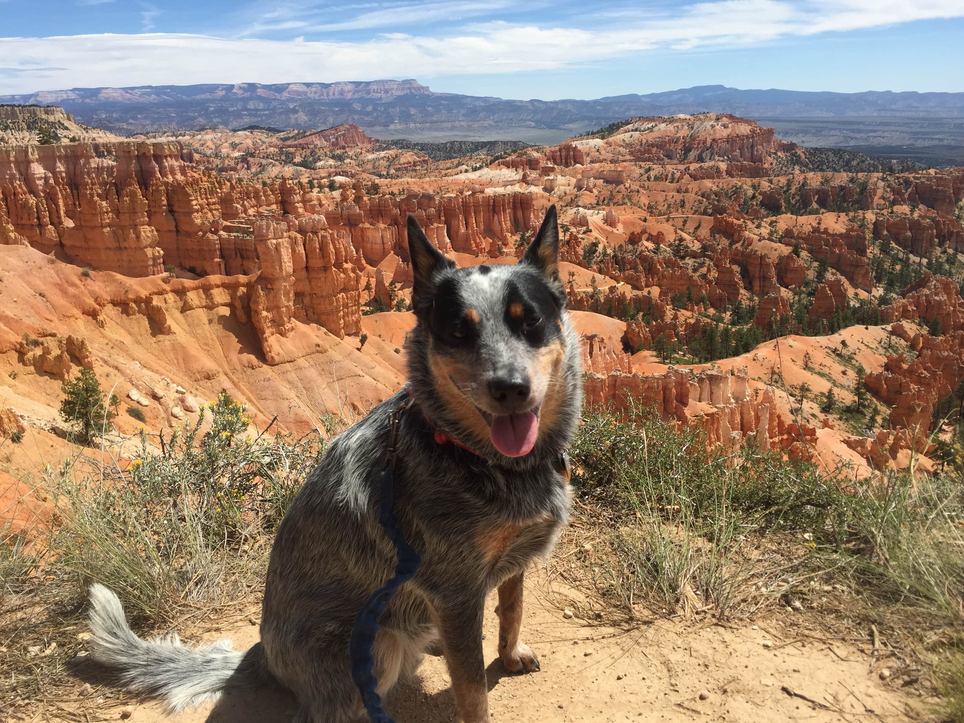 Molly G.'s photo of camping with pets at North Campground — Bryce Canyon National Park near Bryce Canyon National Park