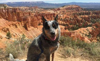 Molly G.'s photo of camping with pets at North Campground — Bryce Canyon National Park near Bryce Canyon National Park