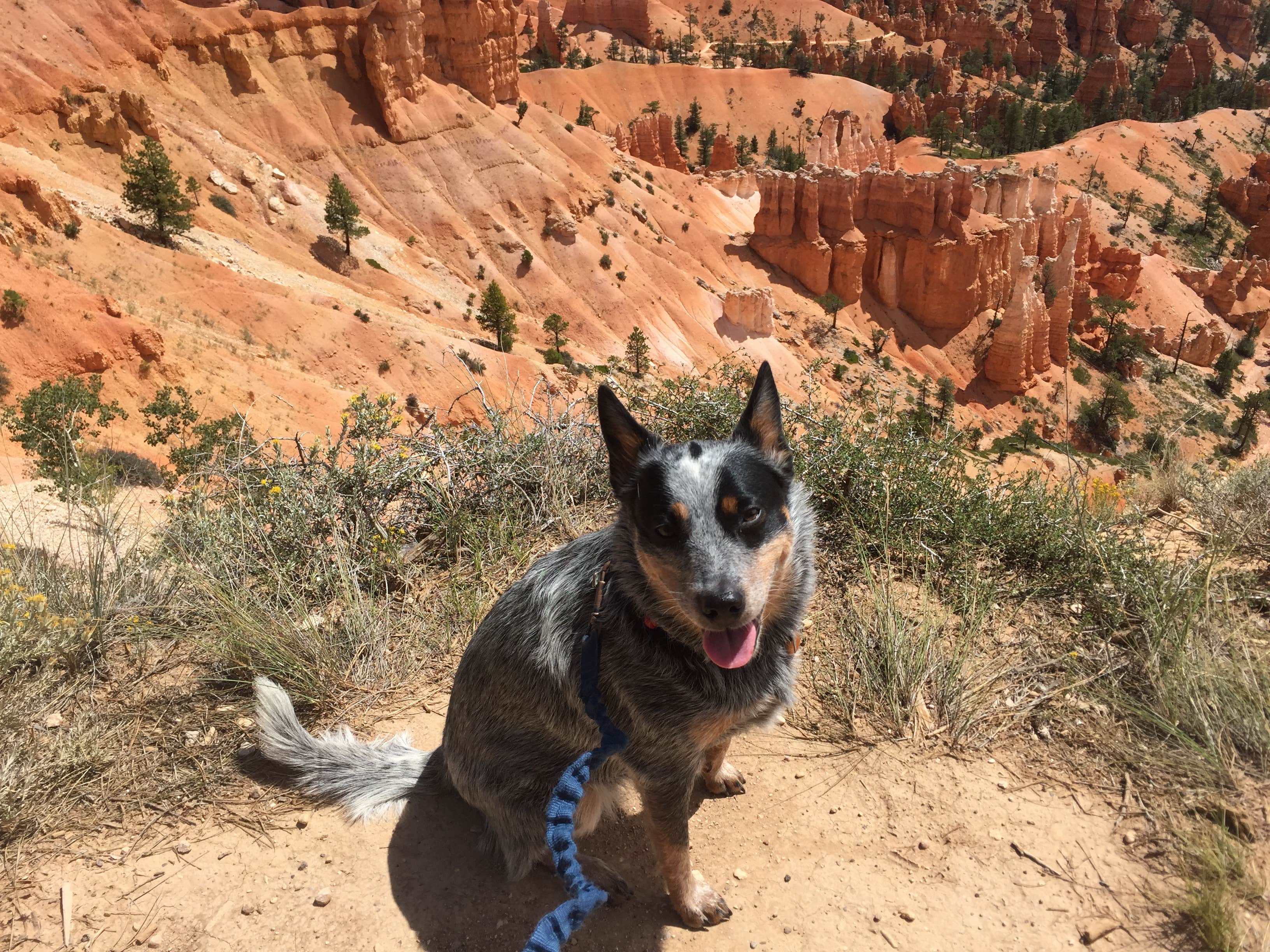 Molly G.'s photo of camping with pets at North Campground — Bryce Canyon National Park near Bryce Canyon National Park