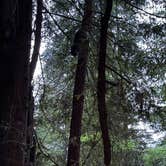 Review photo of Samuel P. Taylor State Park Campground by Stephanie C., June 18, 2026