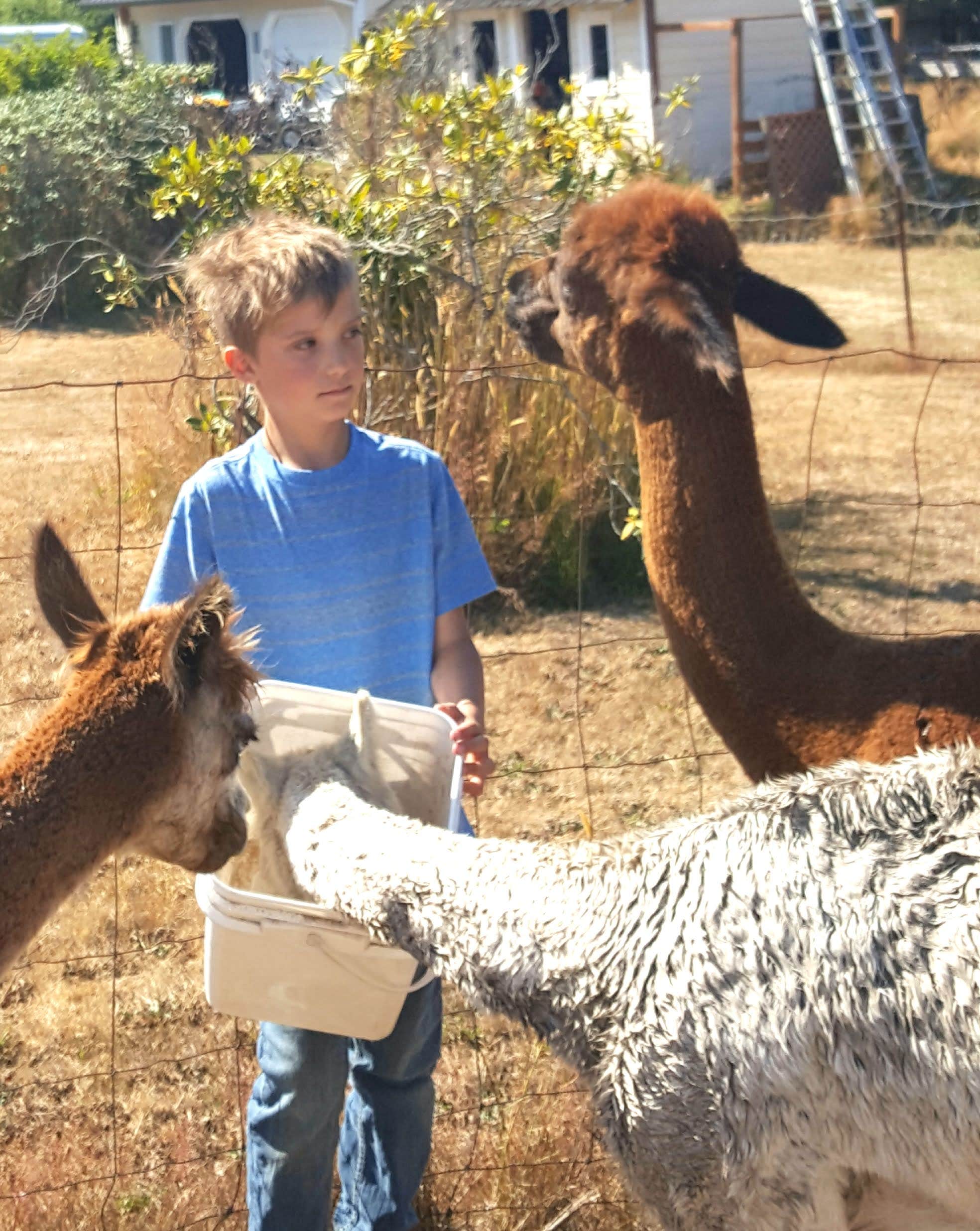 Camping near Camp Mount Olympus LLC: Run With Alpacas Farm Stay, Port Angeles, Washington