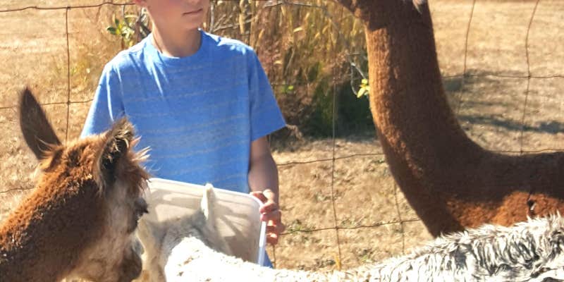 Camper submitted image from Run With Alpacas Farm Stay
