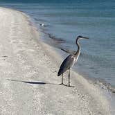 Review photo of Shell Key Preserve by Stuart K., June 30, 2026