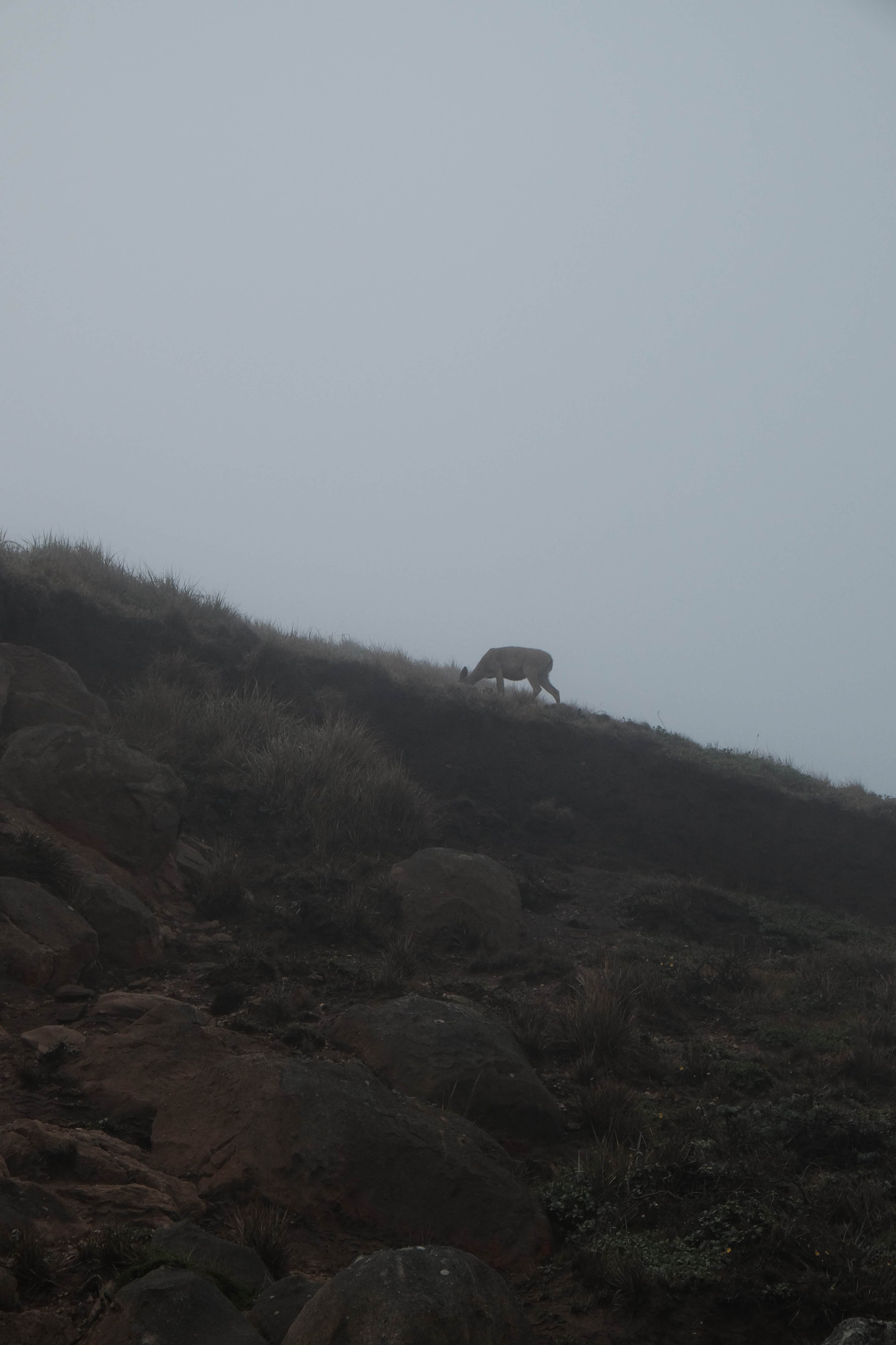 Camper submitted image from Sky Campground — Point Reyes National Seashore - 2