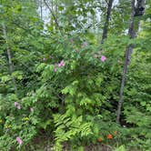 Review photo of Pfeiffer Lake by Kimberly K., July 2, 2026
