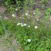 Review photo of Pfeiffer Lake by Kimberly K., July 2, 2026