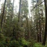 Review photo of Hoh Campground — Olympic National Park by Cierra A., September 30, 2016