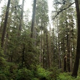 Review photo of Hoh Rain Forest - Olympic National Park by Cierra A., September 30, 2016