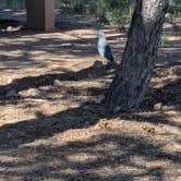Review photo of Datil Well Recreation Area Campground by Hope H., July 4, 2026