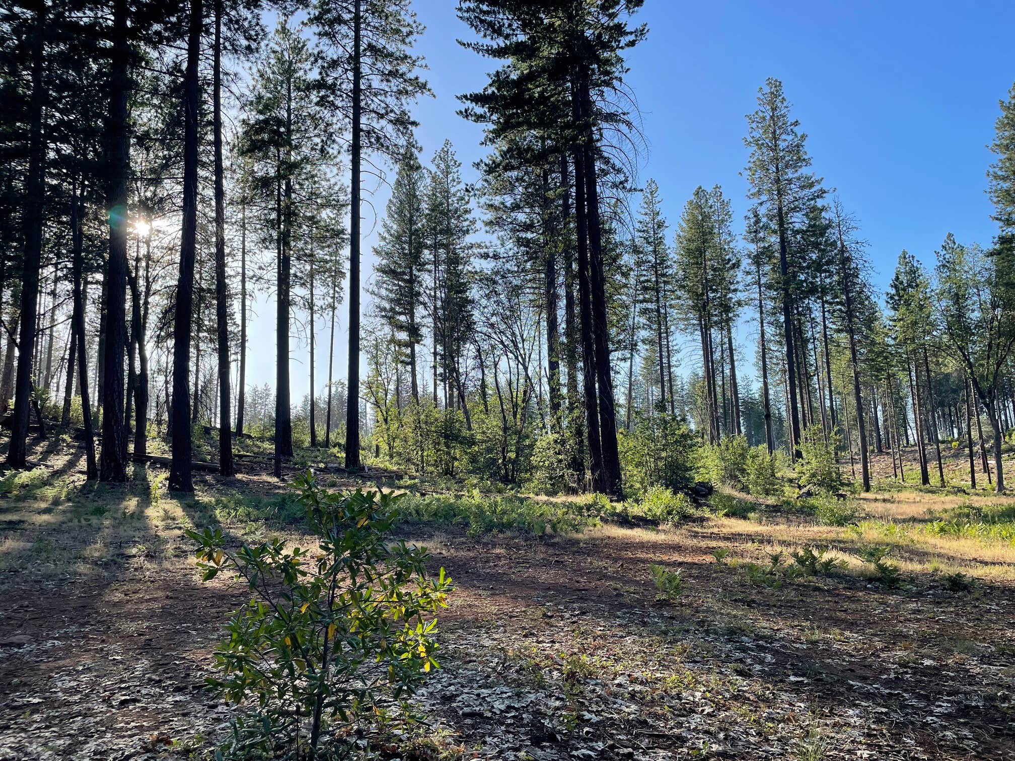 Camper-submitted photo at Calso - Boggs Mountain Demo Forest - TEMPORARILY CLOSED near Lake Sonoma