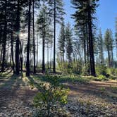 Review photo of Calso - Boggs Mountain Demo Forest - TEMPORARILY CLOSED by Twindaddy , July 4, 2026