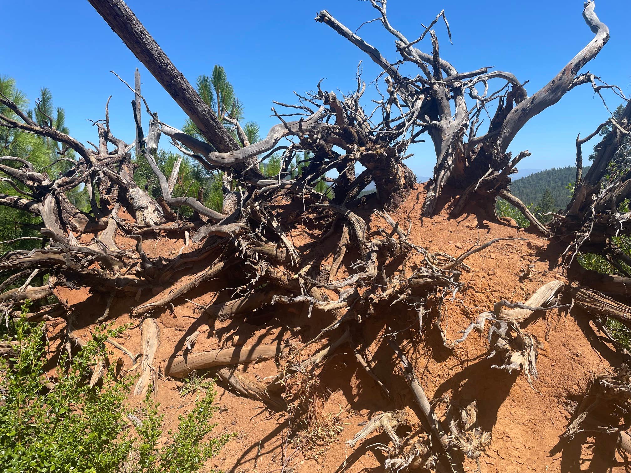 Camper-submitted photo at Calso - Boggs Mountain Demo Forest - TEMPORARILY CLOSED near Lake Sonoma