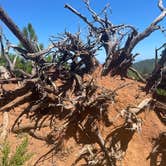 Review photo of Calso - Boggs Mountain Demo Forest - TEMPORARILY CLOSED by Twindaddy , July 4, 2026