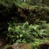 Review photo of Hoh Campground — Olympic National Park by Cierra A., September 30, 2016