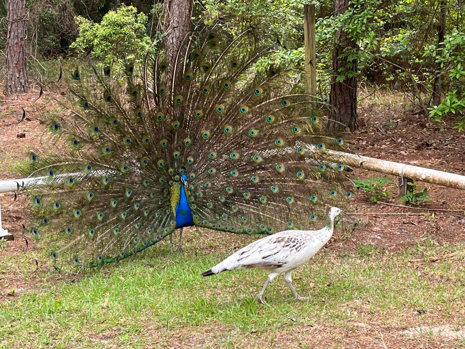 Camper-submitted photo at Peacock Pines RV Park near Navarre Beach, FL