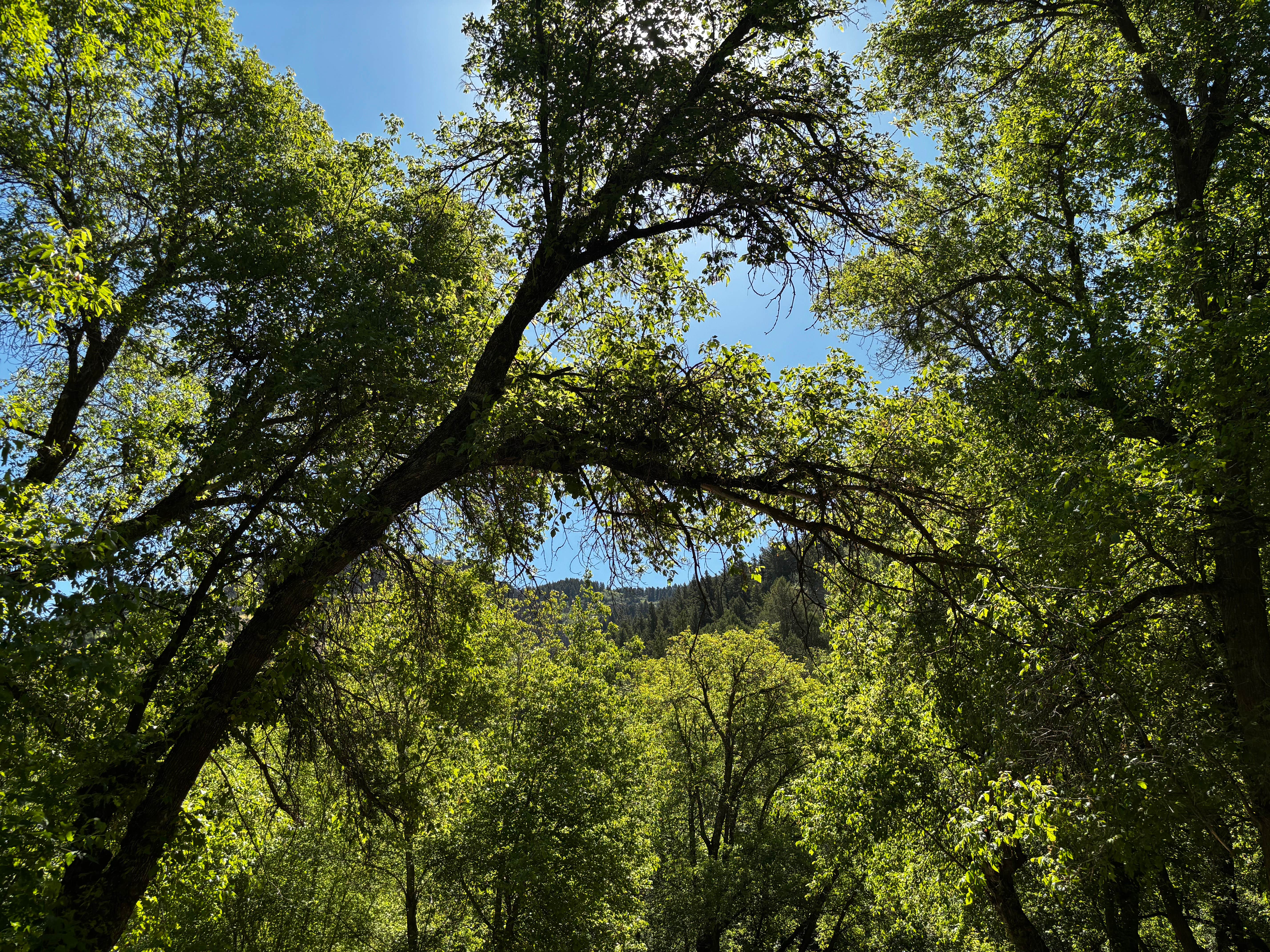 Camper-submitted photo at Spring Hollow Campground near Logan, UT