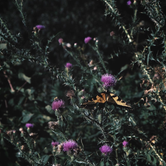 Review photo of Seawall Campground — Acadia National Park by Cierra A., September 30, 2016