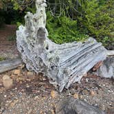 Review photo of Seal Rock Campground by bob J., July 14, 2026