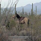 Review photo of Twin Peaks Campground — Organ Pipe Cactus National Monument by Paul H., July 15, 2026