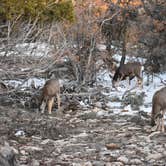 Review photo of North Rim Campground (Closed for Remainder of 2025)— Grand Canyon National Park by Paul C., July 16, 2026