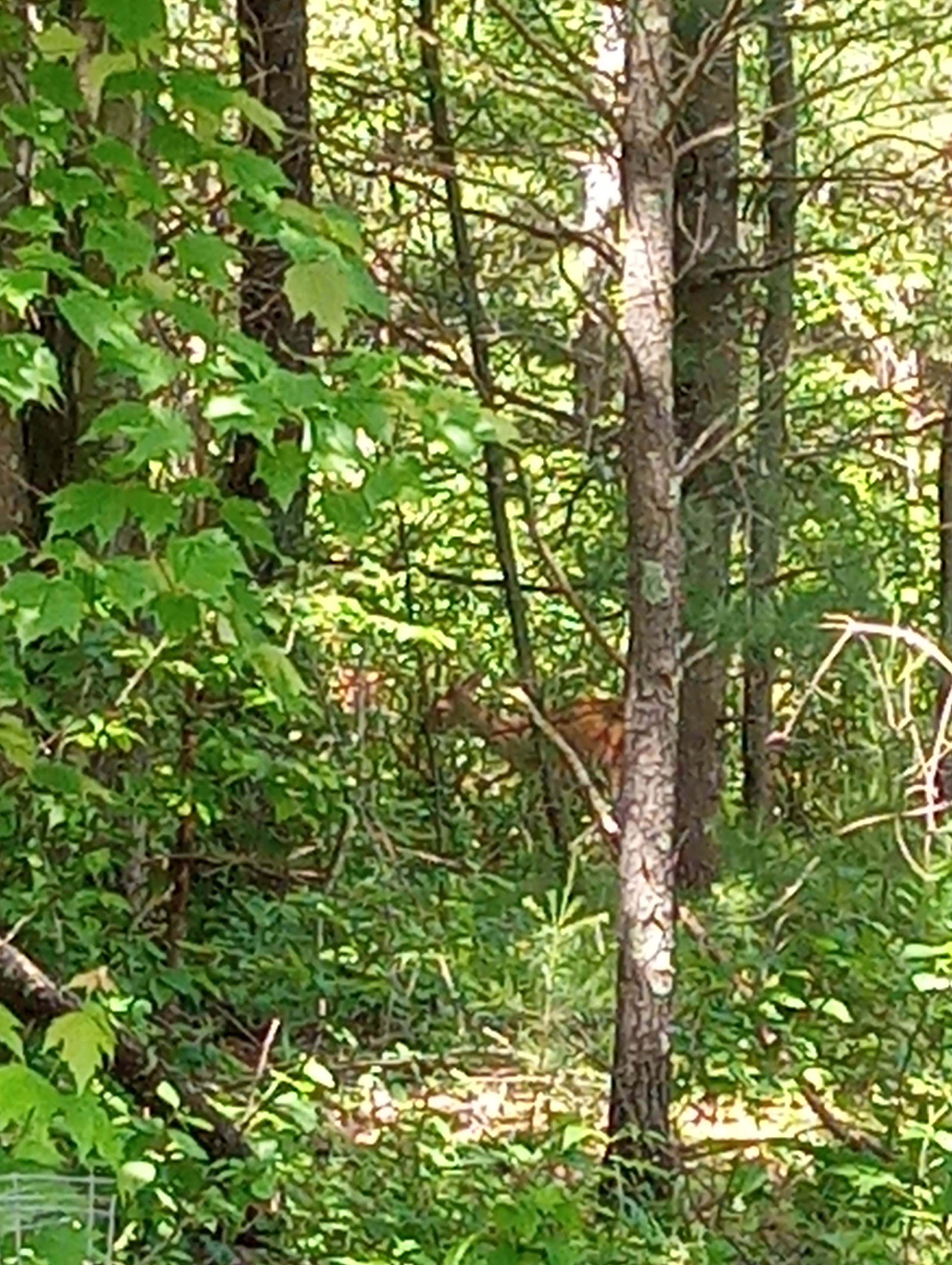 Camping near WTA Campground: Ponderosa Pines Campground, Hancock, Wisconsin