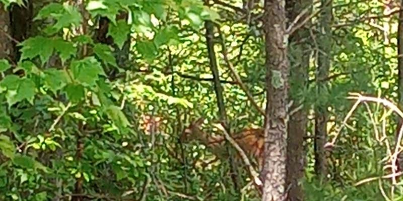 Camper submitted image from Ponderosa Pines Campground