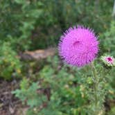 Review photo of Yellow Pine Campground (Ut) — Uinta Wasatch Cache National Forest by Adaire B., July 20, 2026