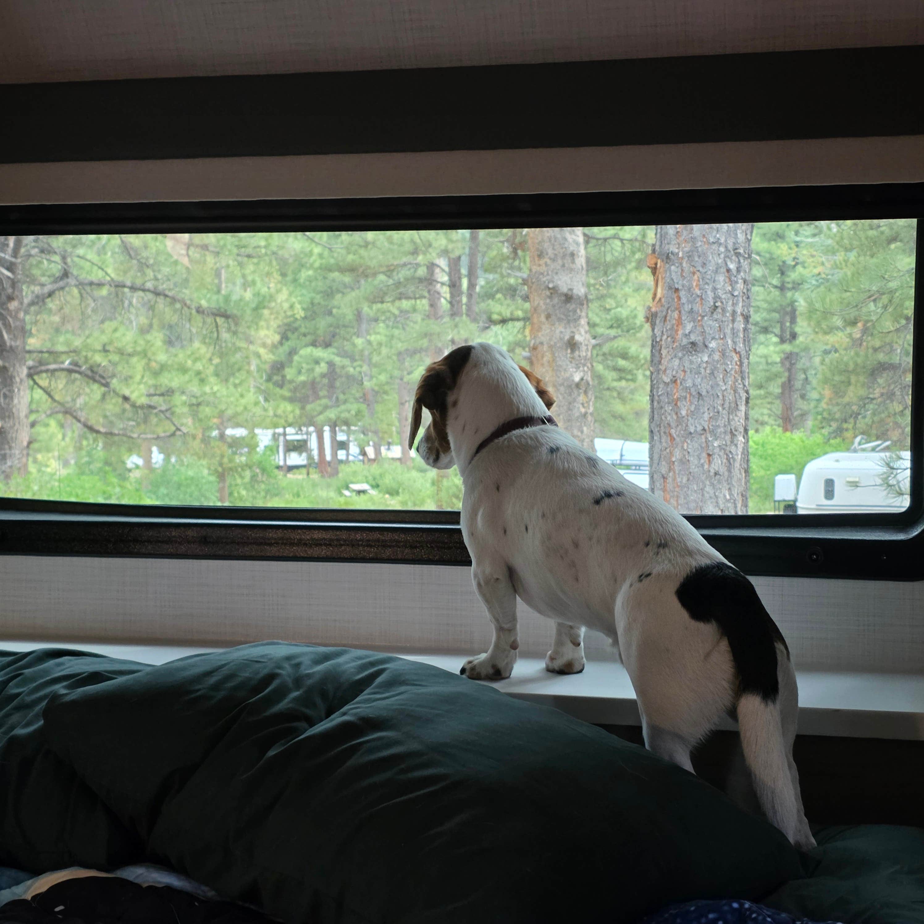 Camper-submitted photo at Yellow Pine Campground (Ut) — Uinta Wasatch Cache National Forest near Oakley, UT