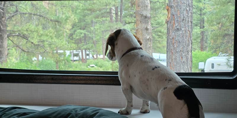 Camper submitted image from Yellow Pine Campground (Ut) — Uinta Wasatch Cache National Forest