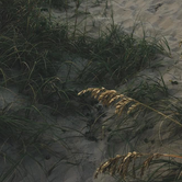 Review photo of Frisco Campground — Cape Hatteras National Seashore by Cierra A., September 30, 2016