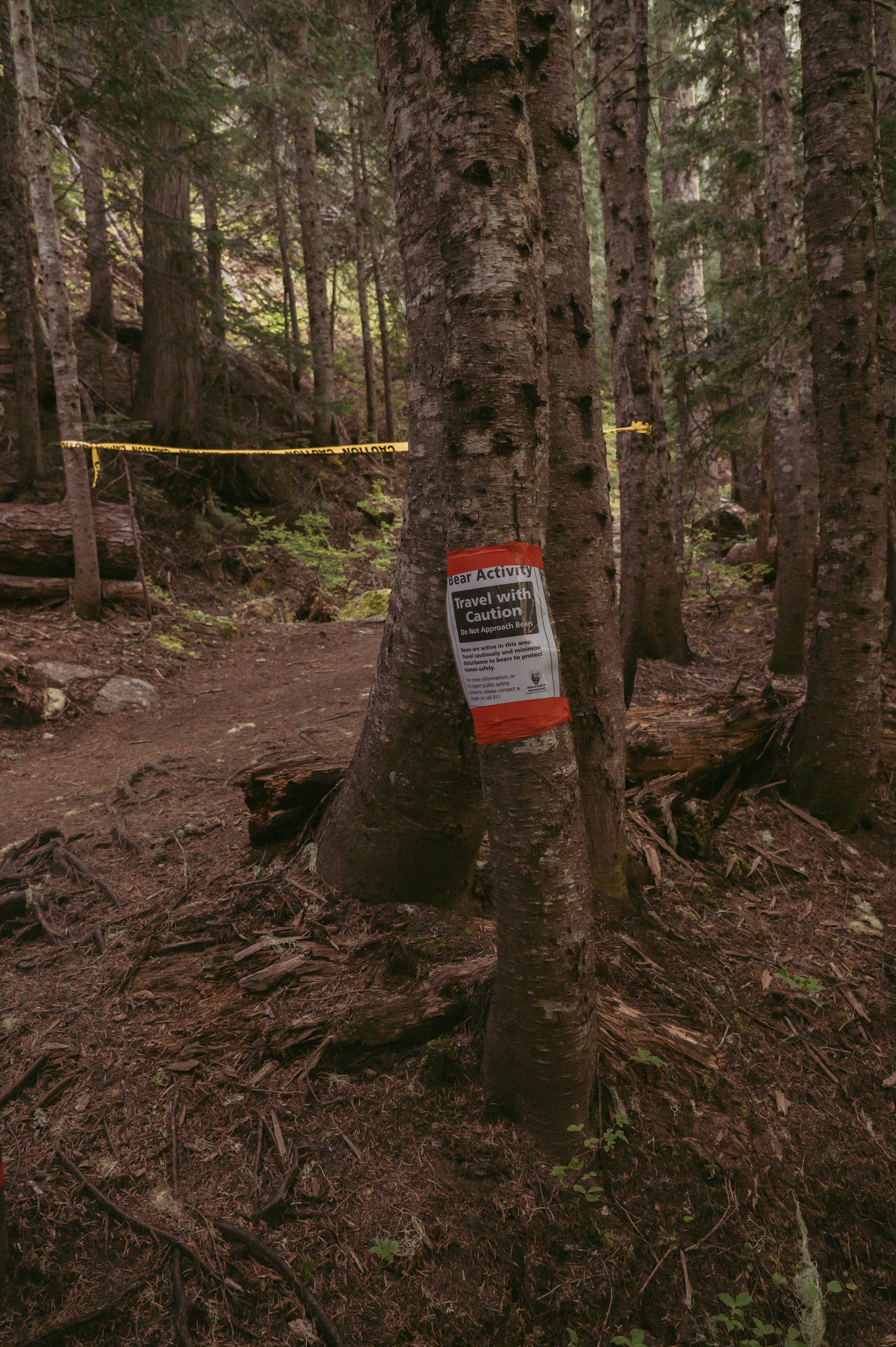 Camper-submitted photo at Paradise River Camp near Packwood, WA