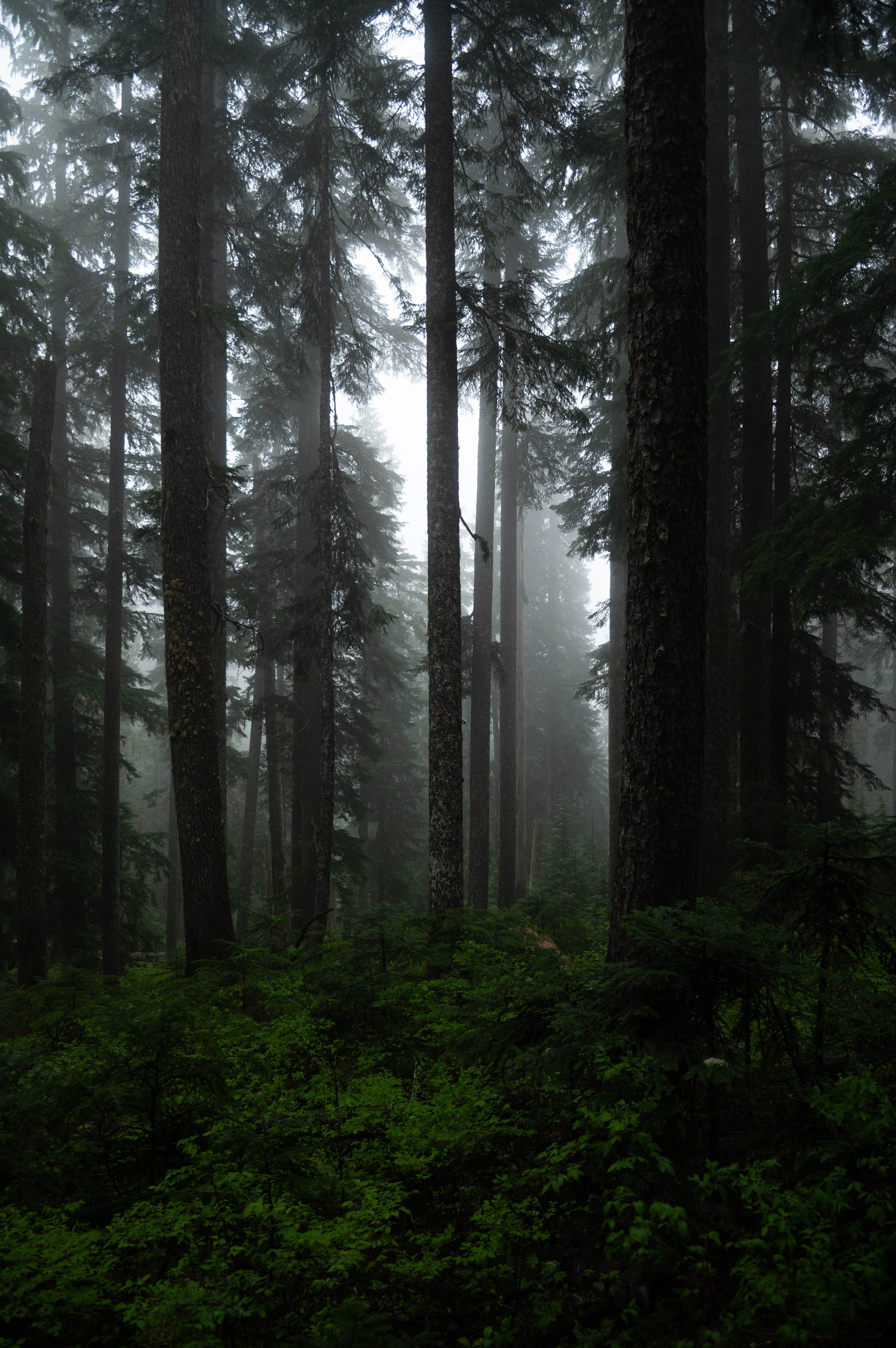 Camper-submitted photo at Ollalie Creek Camp near Packwood, WA