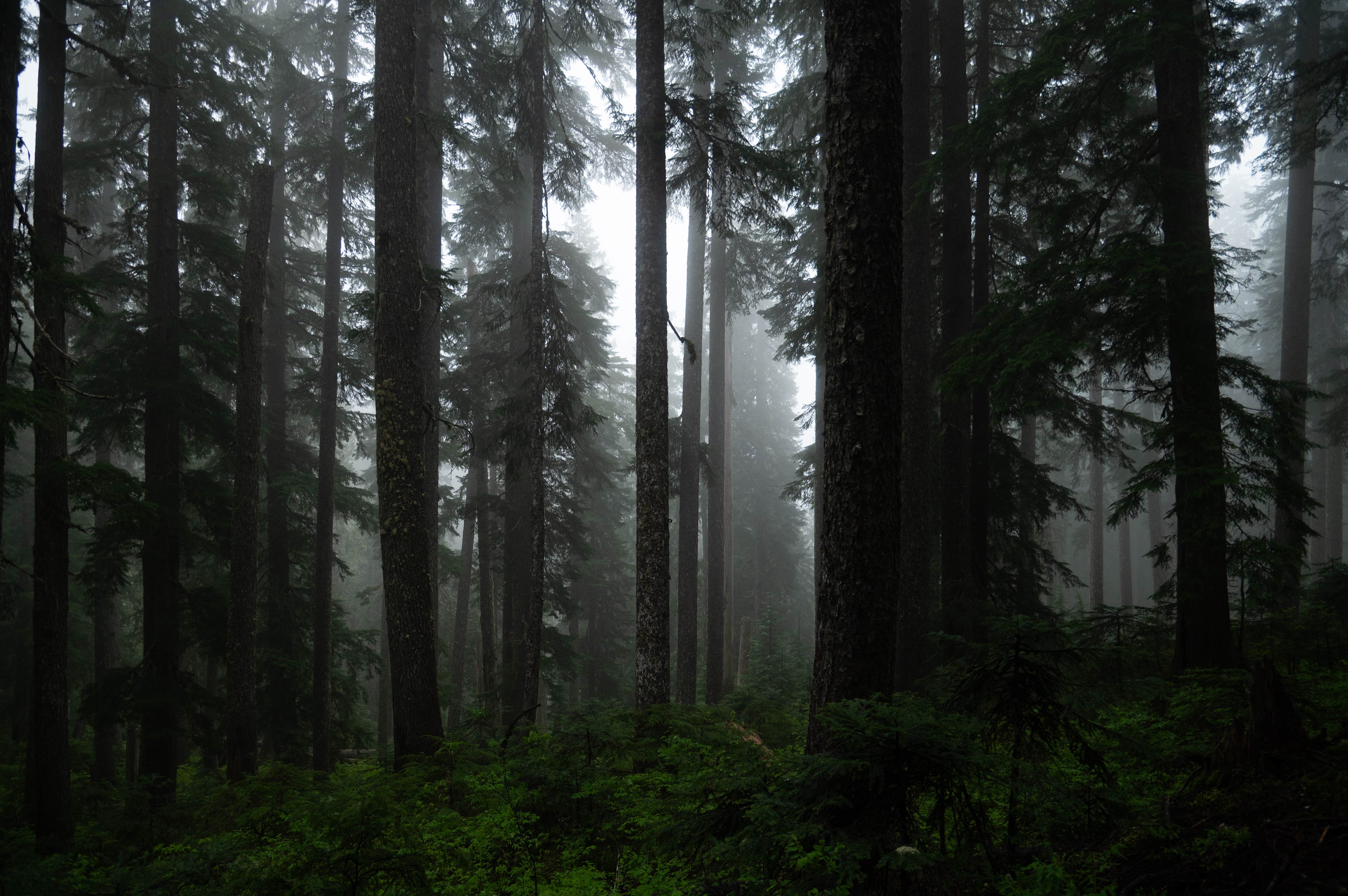 Camper-submitted photo at Ollalie Creek Camp near Packwood, WA