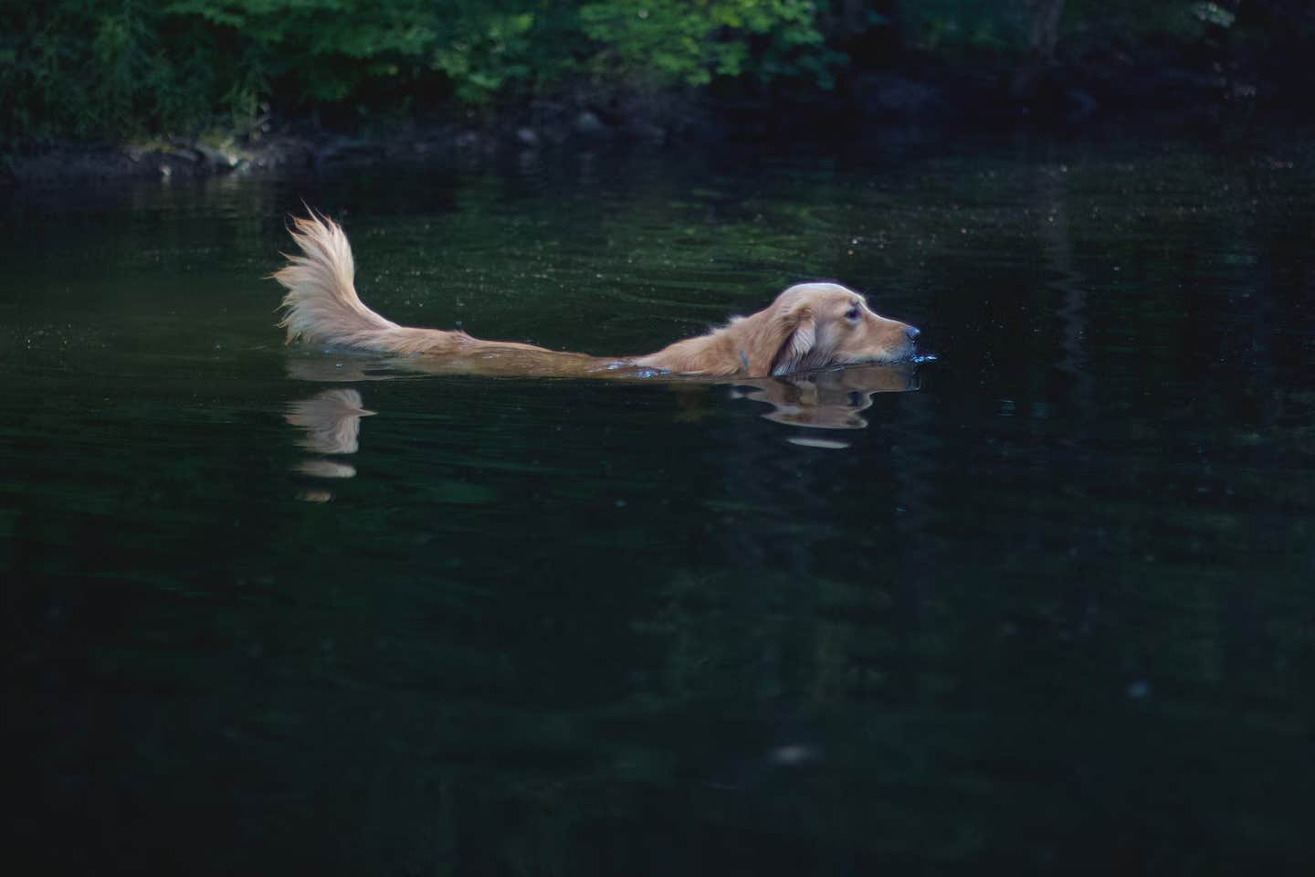 Jean C.'s photo of camping with pets at Tiny A-Frame: Private Pond, Hot Tub, Heat/AC WiFi near Scranton, PA