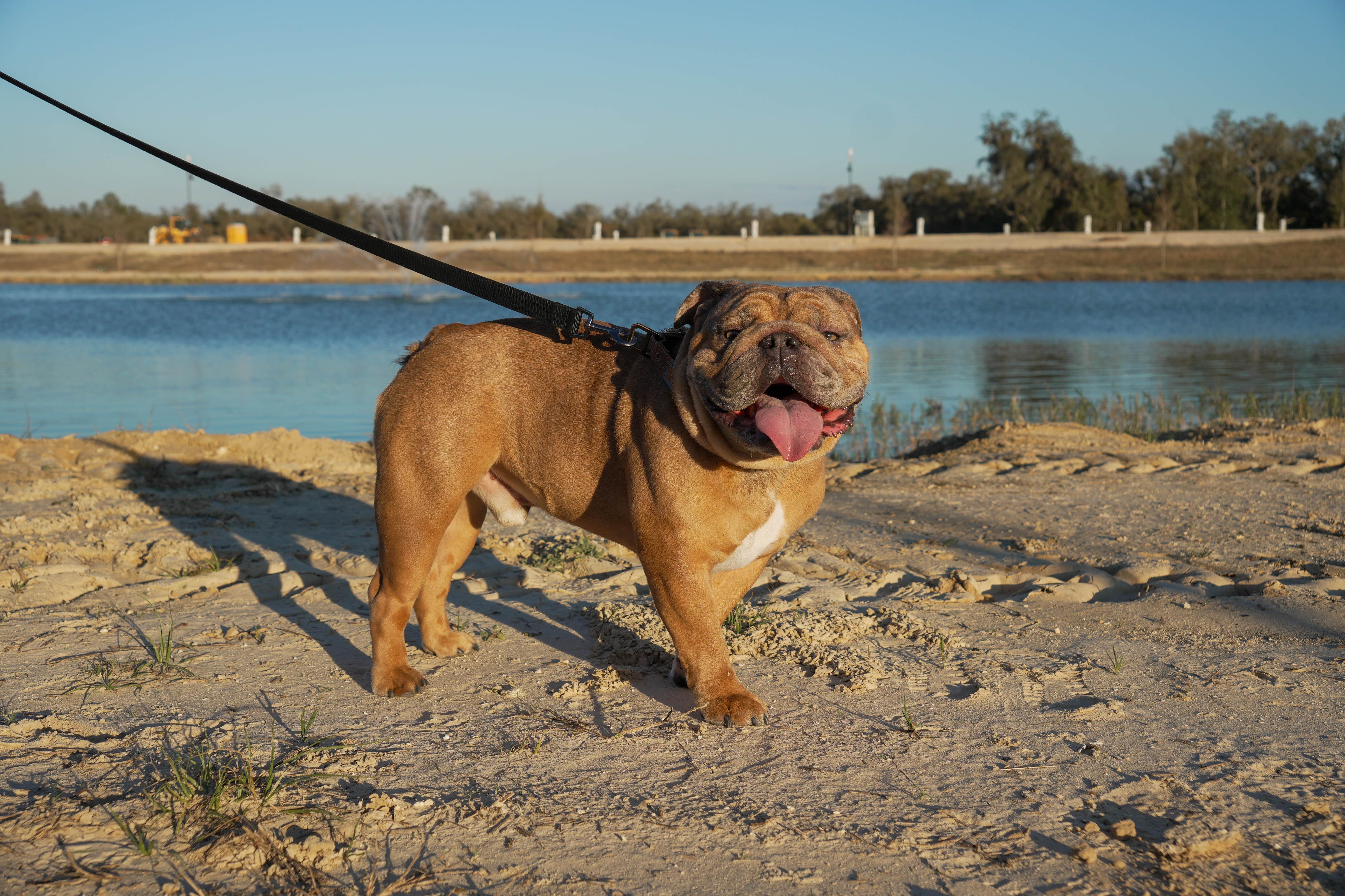 John E.'s photo of camping with pets at Preservation Point RV Resort near Wildwood, FL