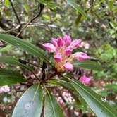 Review photo of Seneca State Forest by L H., July 31, 2026