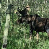 Review photo of Cold Springs - Arapaho Roosevelt Nf (CO) by Sue D., August 2, 2026