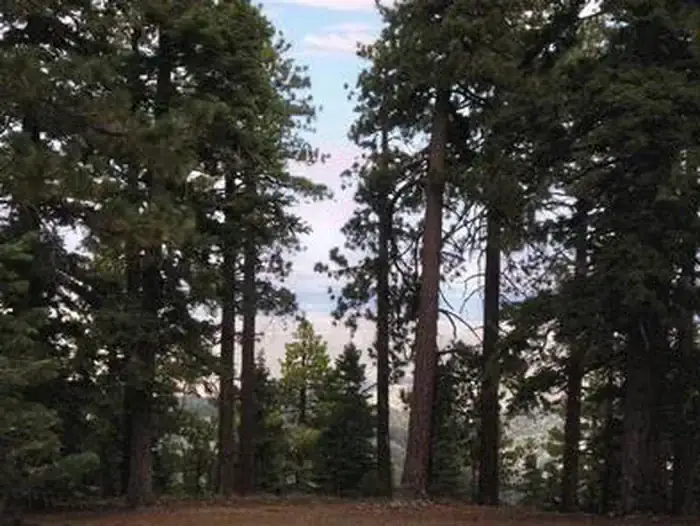 Camping near Southfork Campground: Jackson Flats Group Campground, Wrightwood, California
