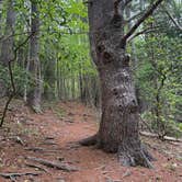 Review photo of Daughters of the American Revolution (DAR) State Forest Campground by Tracy M., August 4, 2026